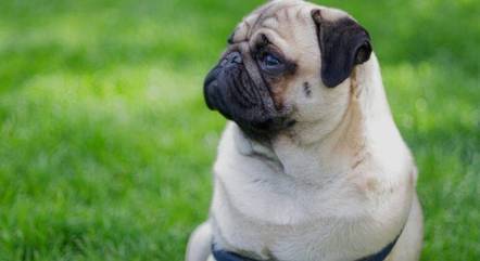 A obesidade causa uma série de problemas nos órgãos dos cães
