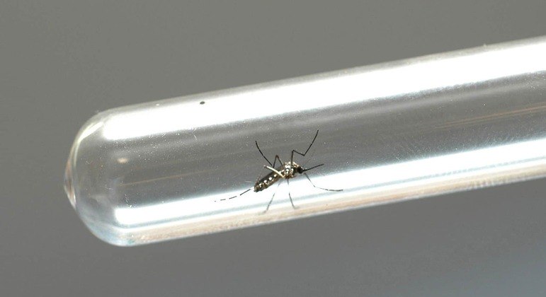 Óbitos por arboviroses, Arboviroses, Aedes