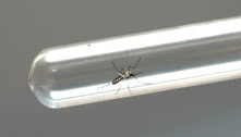 Saiba como evitar proliferação do mosquito que transmite dengue, zika e chikungunya