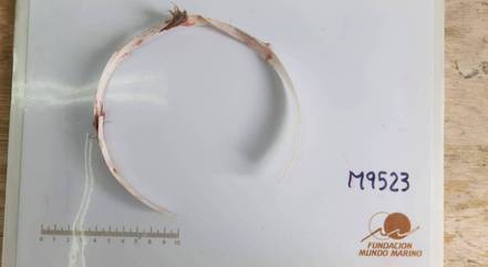 Objeto de plástico encontrado preso no pescoço do lobo-marinho