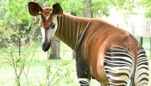 Prima da girafa com traseira de zebra, ocapi ameaçada de extinção engravida nos EUA
