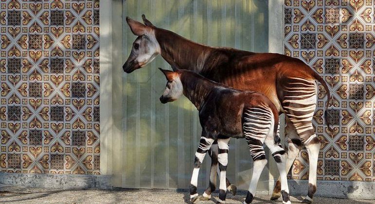 Ocapi, o que é? Características e curiosidades do parente das girafas