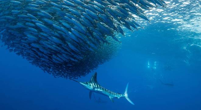 Peixes maiores têm maior gasto energético — e, portanto, precisam de mais oxigênio para sobreviver