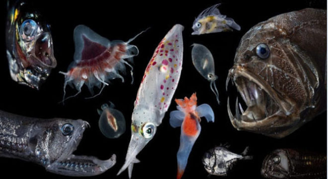 Fauna marinha que habita as profundezas do oceano