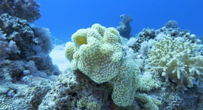 Os vírus contribuem para manter o equilíbrio dos ecossistemas