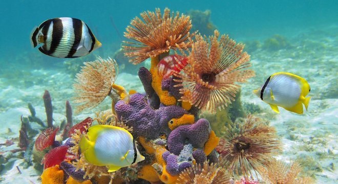 Os fagos são encarregados de manter o equilíbrio da vida bacteriana nos oceanos