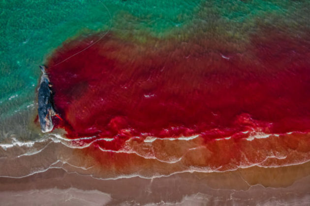 Esta baleia morta na praia mostra sinais de que ficou possivelmente emaranhada em redes de pesca, e ficou na segunda posição da categoria. 