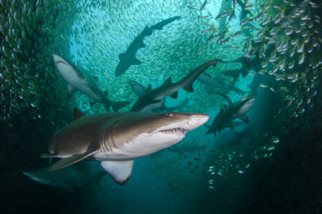 Ainda no quesito conservação, esta foto retrata a variedade e quantidade gigante de vida marinha presente no oceano. 