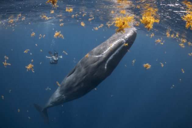 E, sim, é possível viver em harmonia com o oceano. Esta mergulhadora e a baleia parecem ter formado uma linda amizade marinha e se tornaram as vencedoras do Prêmio de Conexão Humana: Pessoas e Planeta Oceano