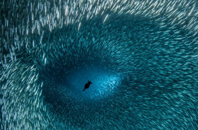 No terceiro lugar, mas não menos importante, temos a foto de Brook Peterson que mostra de uma forma única a profundidade do oceano