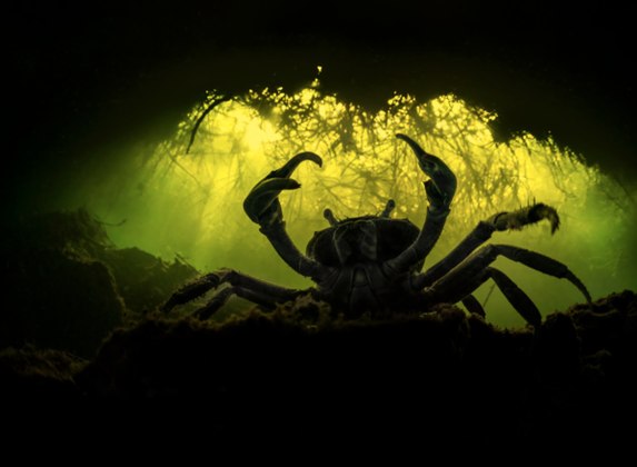 Um caranguejo gigante também não escapou das lentes das câmeras. O belo clique ficou em segundo lugar na categoria, realmente fazendo jus à vida selvagemNÃO VÁ EMBORA: Planeta Maluco: imagens de semana estranha e acelerada em todo o mundo