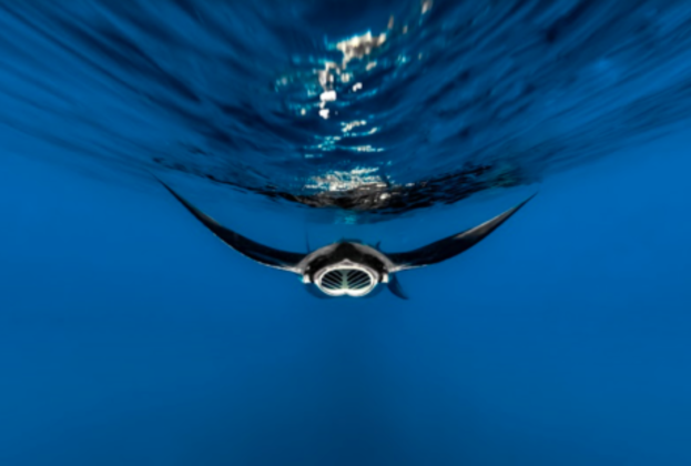 E essa manta gigante (a maior espécie de arraia) dando uma grande encarada no fotógrafo, ganhou o terceiro lugar da Fotógrafo da Vida Selvagem do AnoVEJA TAMBÉM: Despedida no funeral: macaco beija o amigo humano que o alimentou diariamente