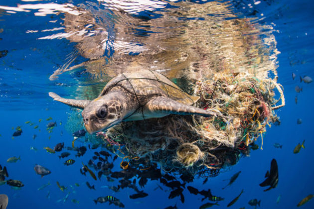 Uma das intenções da competição é mostrar o impacto da falta de conservação e cuidado com os oceanos, por isso uma das categorias é a Fotógrafo de Conservação (Impacto) do Ano. A foto desta tartaruga venceu ao mostrar uma das partes do impacto imenso causado pelos humanos e sua interação com a vida marinhaVALE SEU CLIQUE: Mergulhador fotografa criatura bizarra transparente, descrita como 'aspirador de pó dos oceanos'