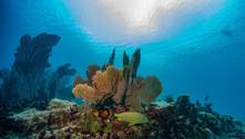 Superfície dos oceanos alcança temperatura recorde: 'Ameaça imediata'