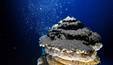 Oceanos absorvem mais carbono da atmosfera do que o previsto ( University of Bergen, Centre for Deep Sea Research/Handout via REUTERS)