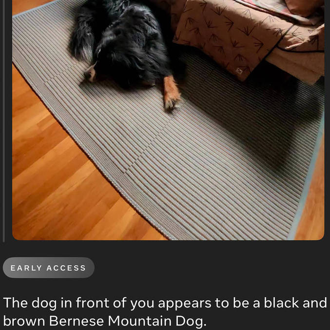 O aparelho foi capaz de identificar corretamente um cachorro de estimação