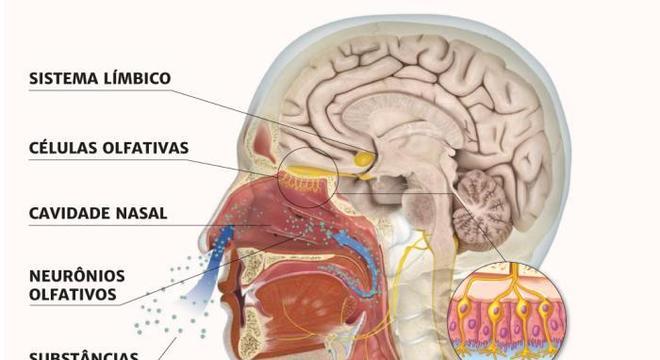 Olfato – O que é, como funciona e distúrbios do sistema olfativo