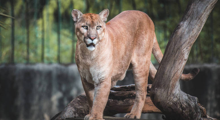 A onça, de 4 anos, é criada no zoológico desde 2018