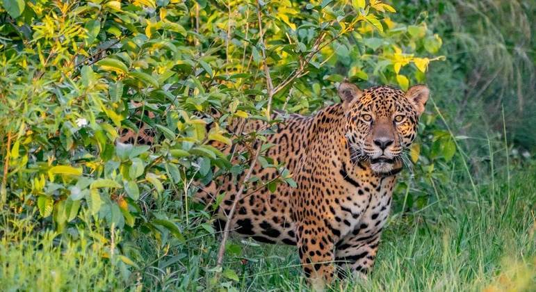 Jaguar brasileño liberado en Argentina para ayudar a especies en peligro de extinción – Noticias