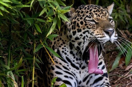 Sistema de catalogação da biodiversidade brasileira tem cerca de 15 milhões de registros, mas falta financiamento