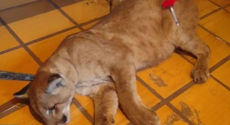 Polícia Ambiental foi ao local junto com veterinários, que aplicaram tranquilizante em onça-parda