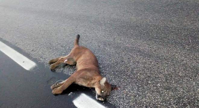Animal atravessava a pista quando foi atingido por um carro