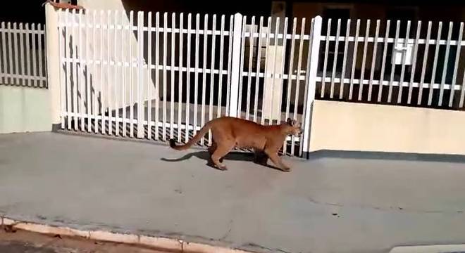 Felino percorreu as ruas do bairro na manhã desta terça-feira (1°)