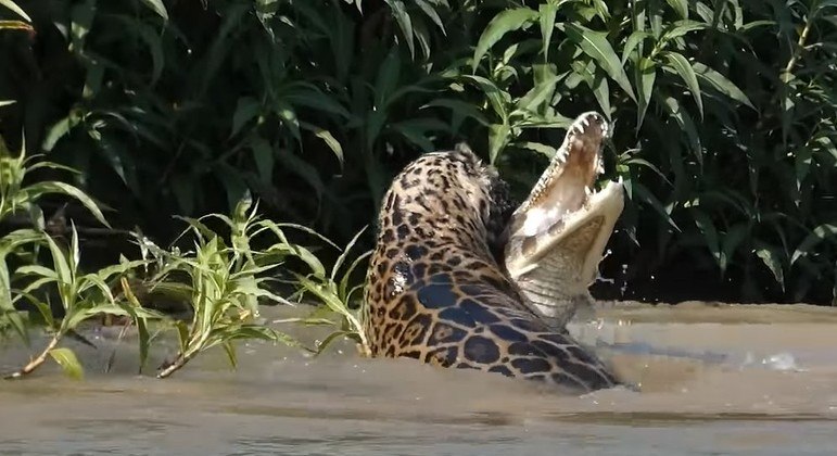 É possível ver a agonia na cara do jacaré