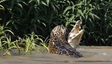 Ataque brutal: onça mergulha em rio do Pantanal e destroça jacaré