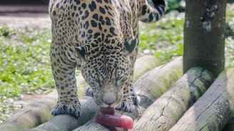 Zoo faz 'sorvete' de carne e simula chuva para aliviar calor dos bichos (Divulgação/Paulo Gil/Reserva Parques)