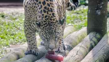 Zoo faz 'sorvete' de carne e simula chuva para aliviar calor dos bichos (Divulgação/Paulo Gil/Reserva Parques)