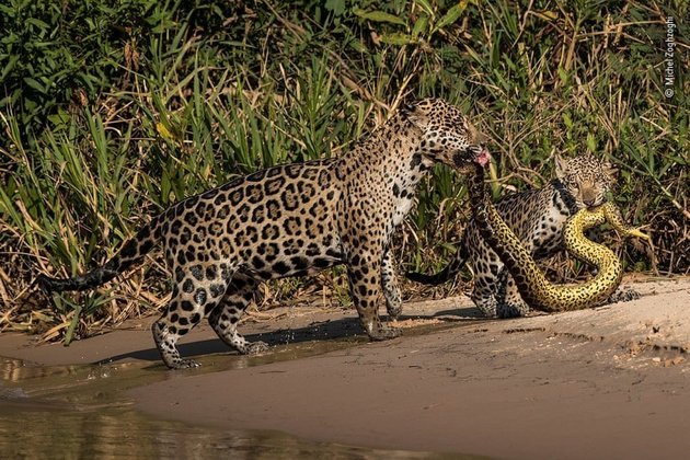 Apesar de ser uma caçadora temida e imensa, a sucuri não foi páreo para uma família dos felinos reis da fauna brasileiraCONTINUE POR AQUI: Foto insólita de ponte retorcida aterroriza a web: 'Meus pesadelos começam assim'
