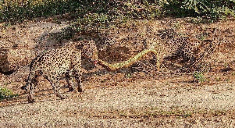 De acordo com o perfil do Twitter Biodiversidade Brasileira, a sequência de tirar o fôlego é assinada pelo fotógrafo Michel Zoghzhog, e teve como palco uma região não especificada do Pantanal, no Centro-Oeste do paísVALE SEU CLIQUE: Pequenos e furiosos: mangustos atacam águia imensa para libertar colega das garras do predador