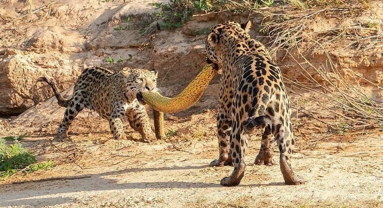 Nos últimos instantes de vida, uma sucuri-amarela (Eunectes notaeus) foi feita de 