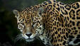 Dia Internacional da Onça-Pintada: saiba mais sobre o maior felino das Américas (Nickbar/Pixabay)