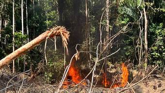 Brazil signs a letter criticizing the anti-deforestation law approved by the European Union – News