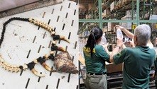 Partes de animais mortos são apreendidas no aeroporto de Guarulhos 