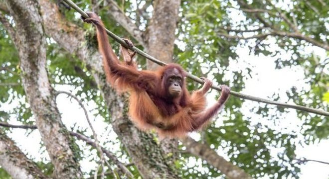 Os primeiros hominídeos conseguiam caminhar, mas agarravam objetos com os pés, como os orangotangos