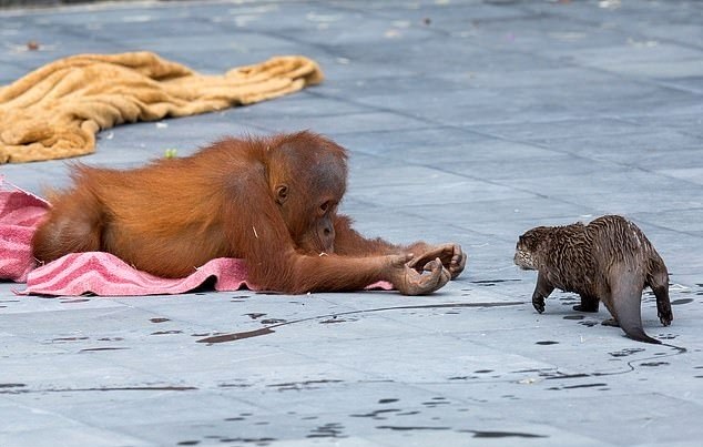 Tédio no zoo: fotógrafo registra bocejo de orangotango
