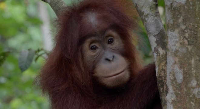 Orangotangos filhotes ficam com as mães até os nove anos de idade