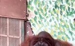 'As pessoas muitas vezes jogam coisas nas gaiolas dos animais e o orangotango aprende a usar esses objetos vendo como as pessoas os usam', disse um porta-voz do zoológico, em comunicado enviado à imprensa