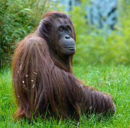 Orangotango- Grandes primatas nativos da Ásia, os orangotangos são animais solitários, que têm preferencia por frutas, e na natureza encontramos 3 espécies. Pesam cerca de 45 kg e sua gestação dura até 274 dias.