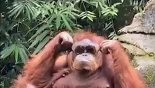 Orangotango coloca óculos de sol e prova que ter estilo é para poucos