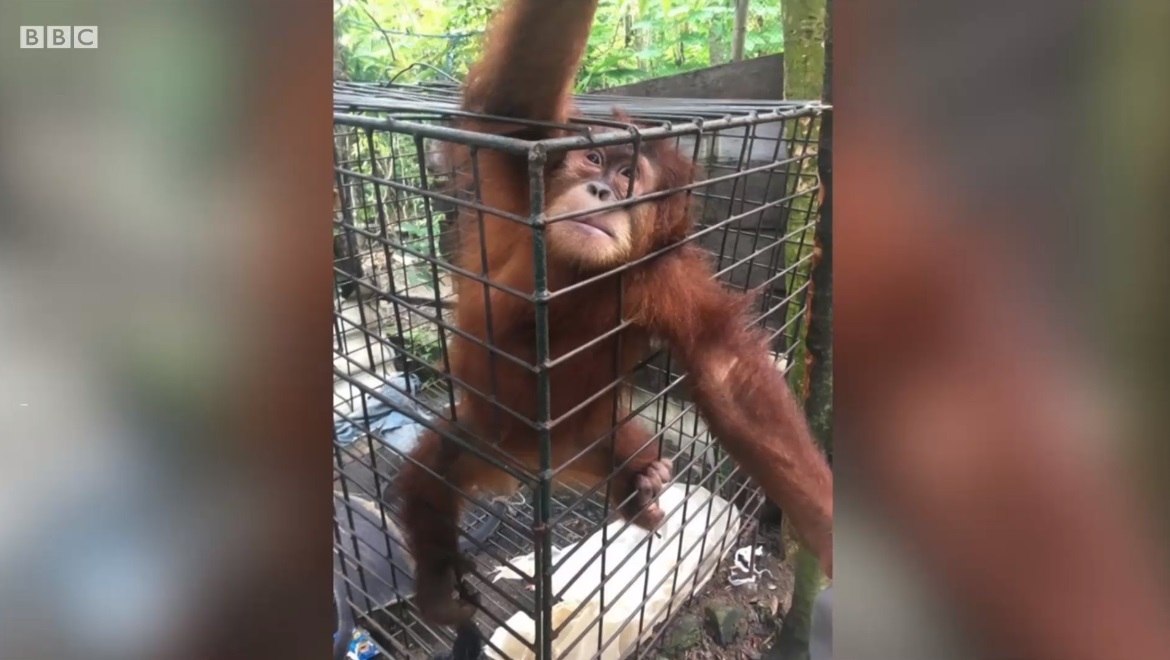 Orangotango mantido como animal de estimação é resgatado 