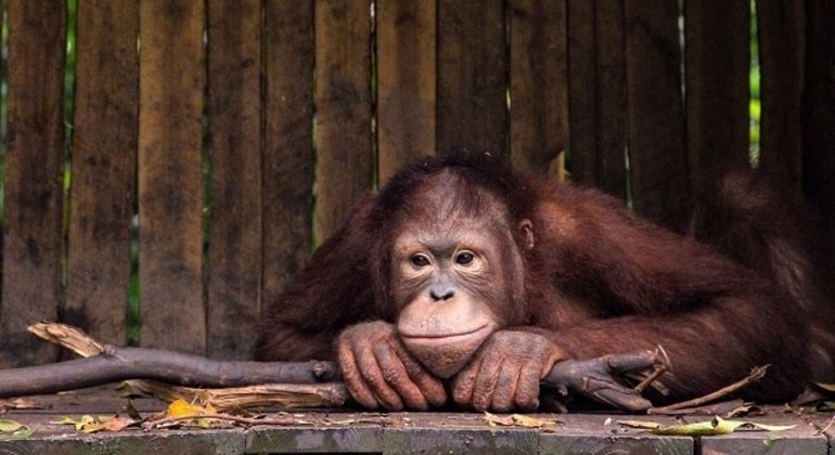 Orangotango. Assim como os tigres, os orangotangos passam a maior parte da vida sozinhos em cima das árvores de flores tropicais (seu habitat). É um animal nativo da Ásia, tem uma reprodução lenta. Um fato curioso é que esses mamíferos dividem 97% do DNA com os seres humanos
