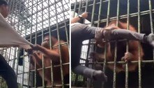 Jovem tenta filmar perto demais da jaula de orangotango e quase perde a perna