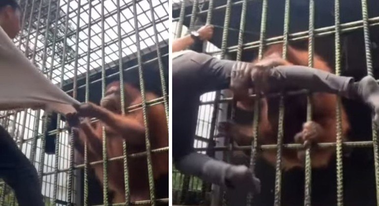 Visitante quis gravar dança perto de orangotango e passou por momentos de terror