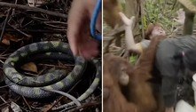 Em vídeo hilário, ativistas ensinam a orangotangos que cobras são perigosas