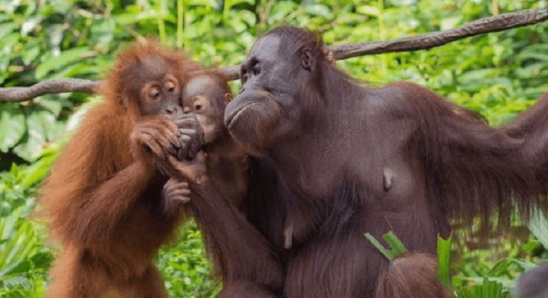 Orangotangos: espécie, características e risco de extinção