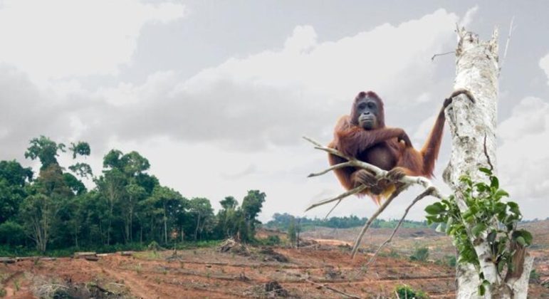 Orangotangos: espécie, características e risco de extinção